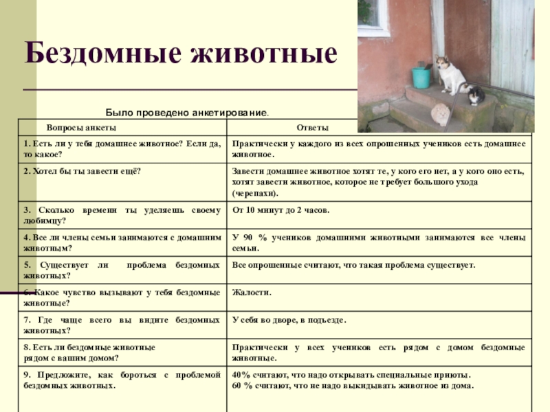 Наличие домашний. Анкета про бездомных животных. Анкета по теме бездомные животные. Анкетирование на тему бездомные животные. Вопросы про бездомных животных.