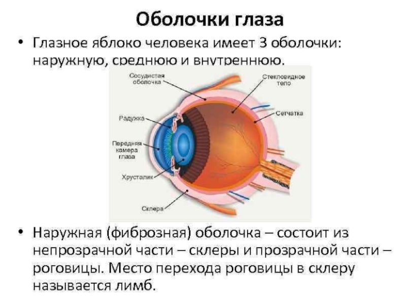 3 слоя глазного яблока