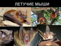 Информационный урок Летучие мыши: таинственный мир
