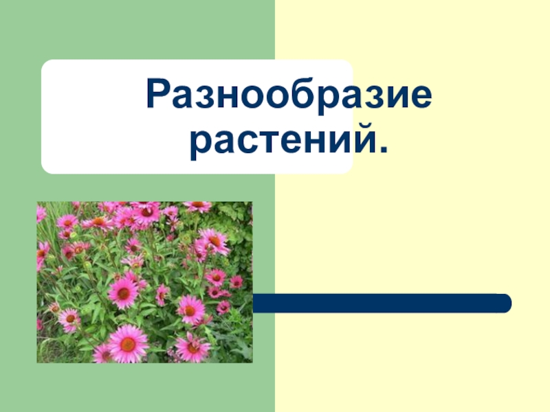 Презентация Презентация по окружающему миру Разнообразие растений