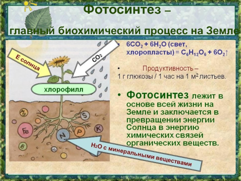 Проект по биологии 6 класс на тему фотосинтез