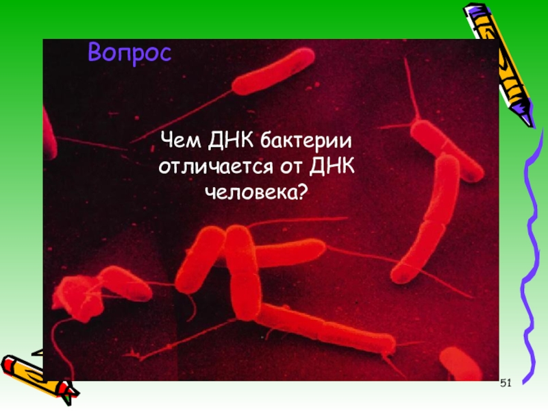 Форма днк бактерий. ДНК бактерий. Вопросы про бактерии. Вопросы по бактериям. ДНК бактерий отличия.