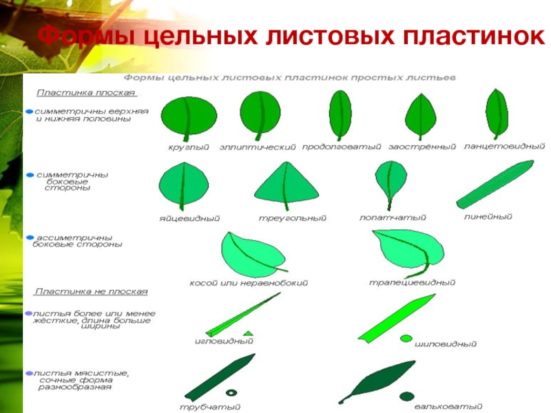 Форма края. Формы листовой пластинки 6 класс биология. Форма листа биология 6 класс. Форма листовой пластинки свеклы обыкновенной. Биология 6кл. Листовая пластинка.