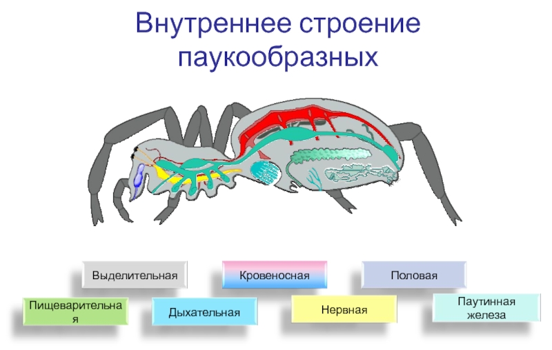 Презентация по биологии 7 класс паукообразные