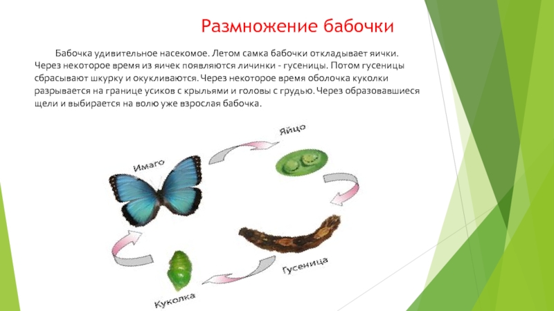 Развитие бабочек проект