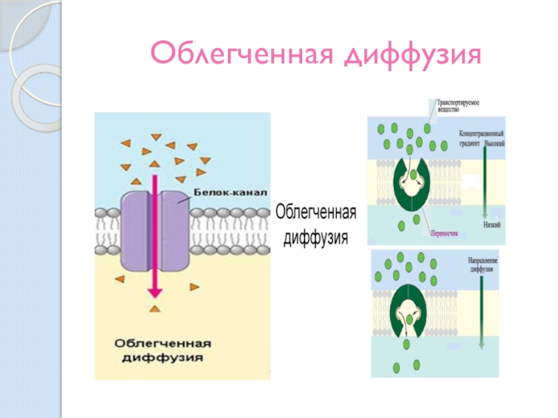 Пассивный транспорт это. Механизм диффузии через мембраны. Пассивный транспорт облегченная диффузия. Мембранный транспорт веществ диффузия. Облегсенная диффузии веществ через мембрану.