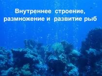 Презентация по биологии на тему Внутреннее строение рыб 11 класс