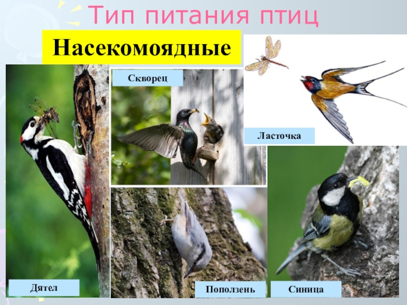 Насекомоядные птицы это. Насекомоядные птицы представители. Птицы по типу питания. Растительноядные птицы. Клюв растительноядных птиц.