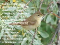 Презентация по биологии Голоса птиц 3