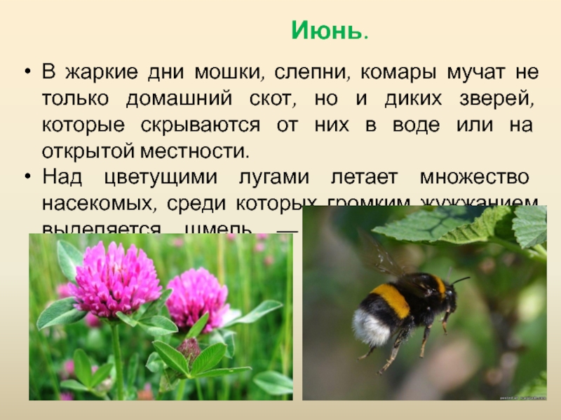 Впереди лета. Сообщение впереди лето 2 класс. Доклад про лето 2 класс окружающий мир. Пересказ впереди лето. Окружающий мир впереди лето загадки.