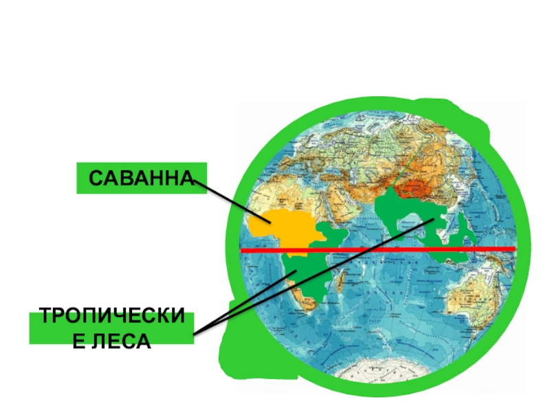 Районы земли. Жаркие районы земли. Саванна и тропический лес на глобусе. Саванна и тропический лес на карте. Показать на глобусе жаркие районы земли.