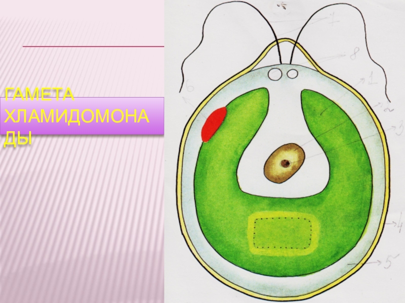 Строение хламидомонады 5 класс рисунок с подписями