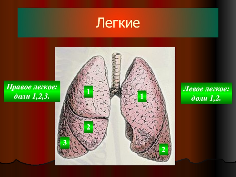 Легкие биология. Правое легкое. Доли легкого человека. Правое легкое доли. Правое и левое легкое.