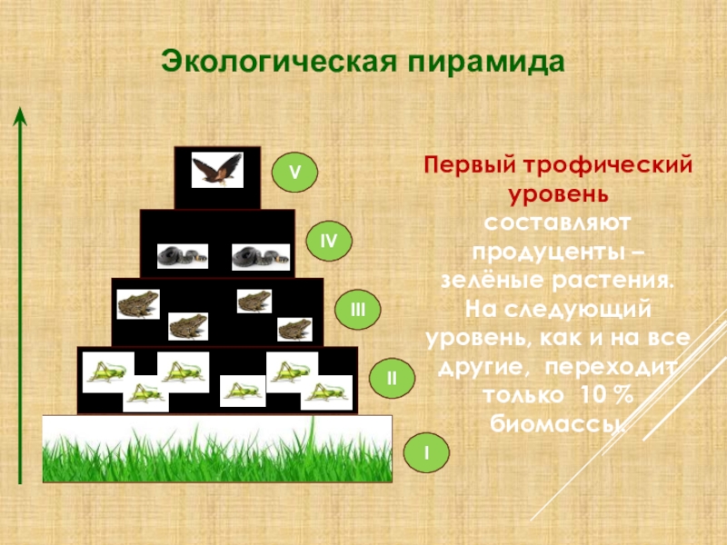 Первый второй третий трофический уровень. Трофический уровень экологической пирамиды. Экологическая трофическая пирамида. Пирамида трофических уровней. Экологическая пирамида 1 трофический уровень.