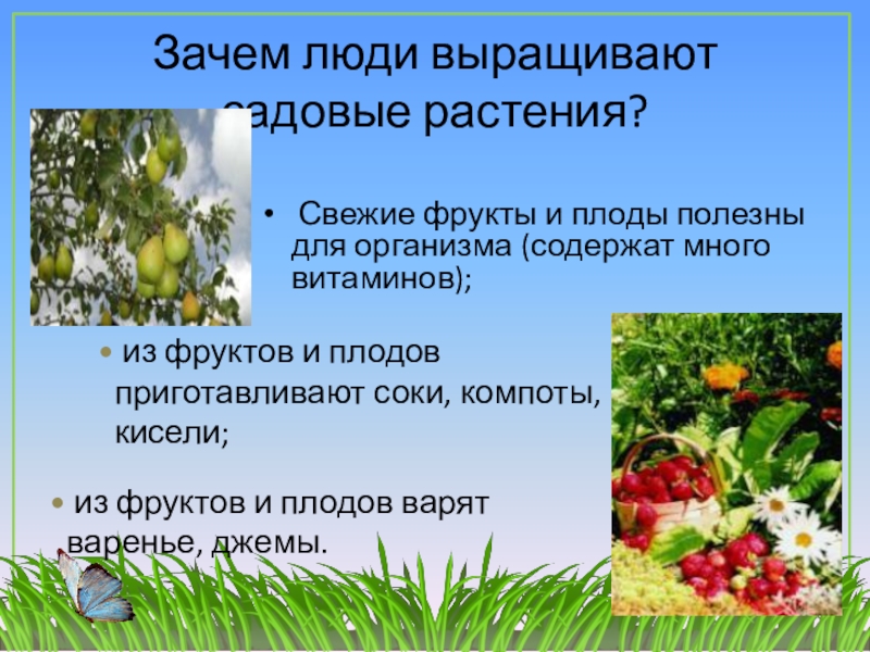 Природное сообщество огород сообщение. Растения сада презентация. Растения сада 2 класс. Растения сада окружающий мир. Природное сообщество сад.