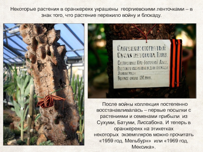Некоторые растения в оранжереях украшены  георгиевскими ленточками – в знак того, что растение пережило войну и блокаду.