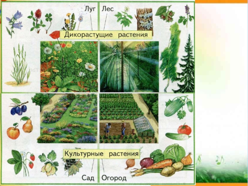 Травы окружающий мир 2 класс. Деревья кустарники травы 1 класс. Окружающий мир деревья и травы. Деревья кустарники трава окружающий мир 1 класс. Кустарники 1 класс окружающий мир.