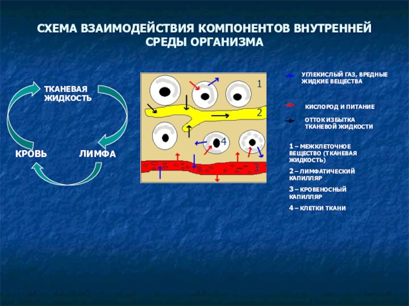 Компоненты среды организма. Компоненты внутренней среды схема. Схема взаимодействия внутренней среды. Взаимосвязь компонентов внутренней среды организма. Взаимодействие внутренних сред организма.