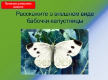 Презентация по биологии 8 класс, тема: Яблонная плодожорка, школа VIII вида