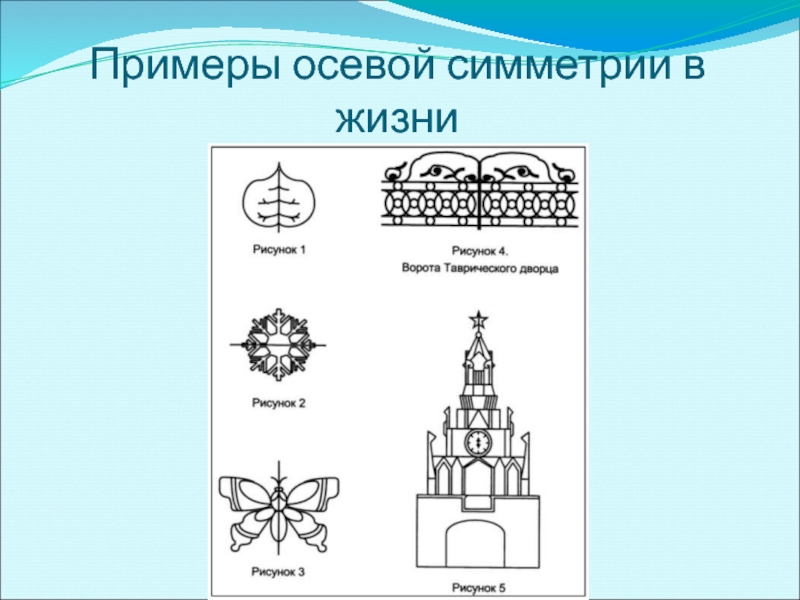 Виды симметрии рисунок. Примеры осевой симметрии в жизни. Осевая симметрия примеры. Осевая симметрия в жизни. Осиваяси метрия примеры.