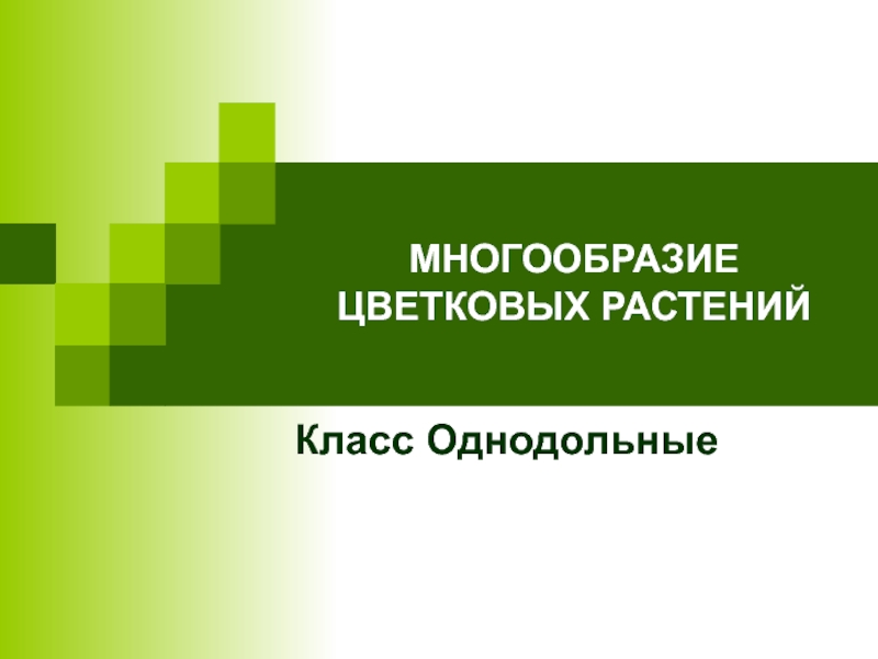 МНОГООБРАЗИЕ ЦВЕТКОВЫХ РАСТЕНИЙКласс Однодольные