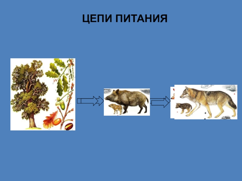 Презентация цепи питания 3 класс окружающий мир