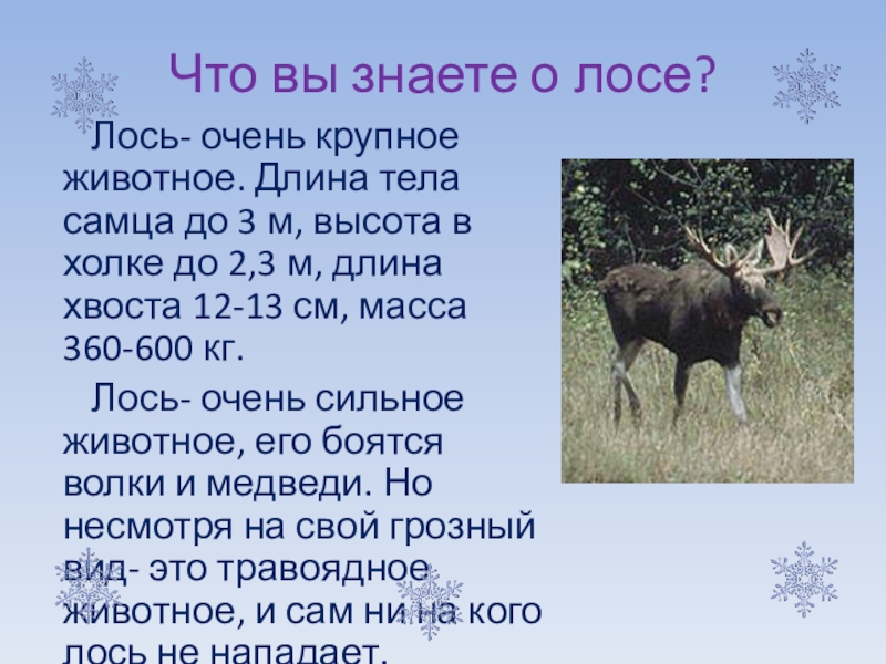 Сочинение по картине лоси 2 класс. Рассказ про лося для 2 класса окружающий мир. Сообщение о Лосе. Рассказ про лося. Лось доклад.