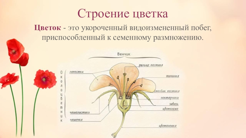 Презентация цветок биология