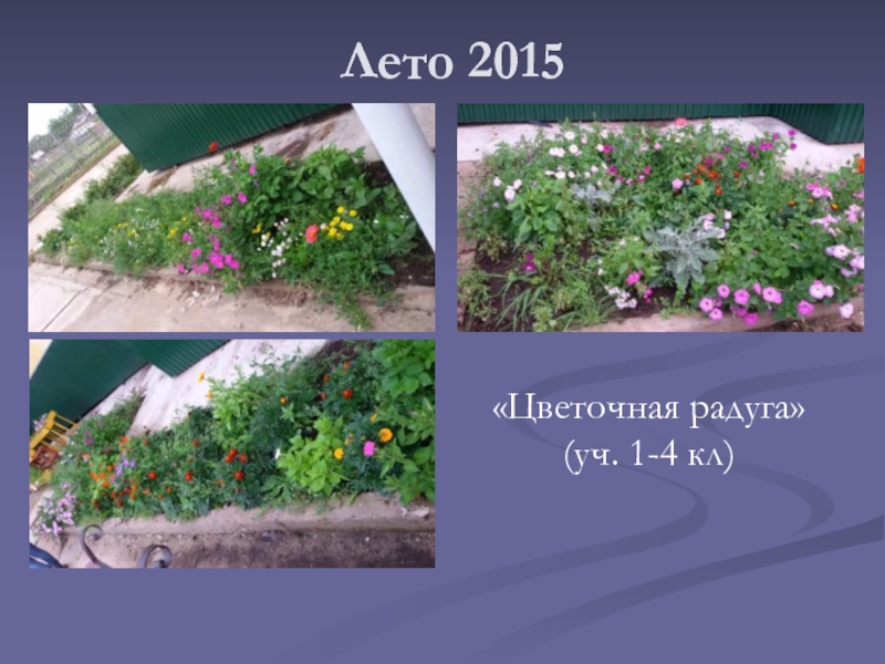 Лето 2015«Цветочная радуга»       (уч. 1-4 кл)