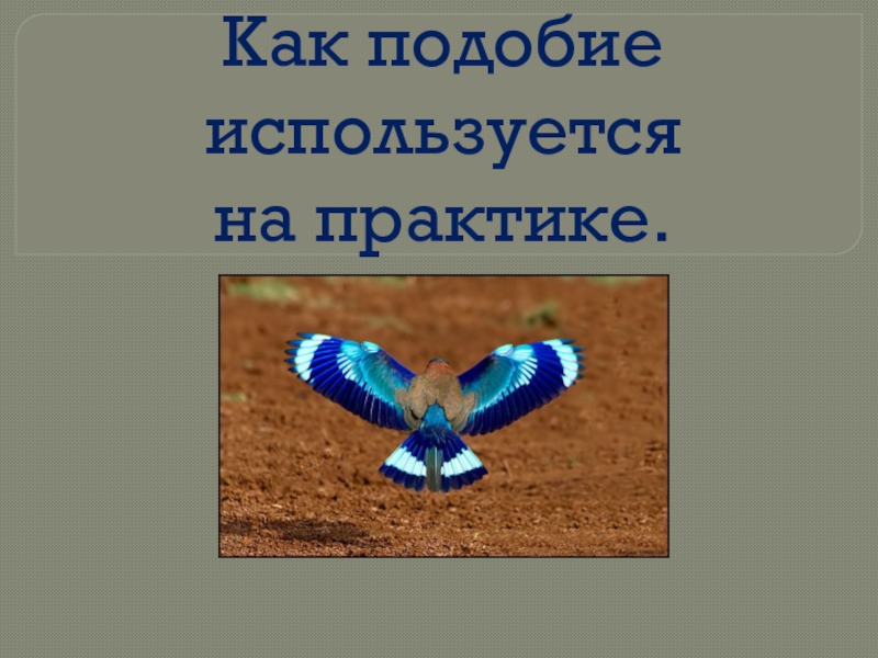 Подобие проект. Подобие в природе сообщение. Подобие на практике. Подобие вокруг нас картинки.