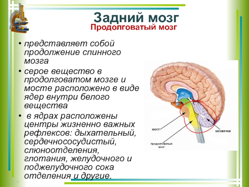 Задний мозг выполняемые функции