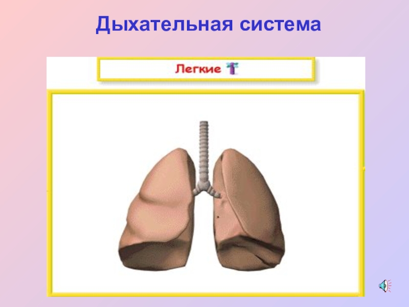 Легкие человека 2 класс. Легкие человека окружающий мир. Строение тела человека лёгкие. Жидкости серозных полостей.