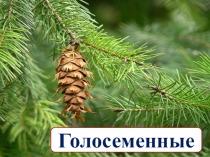 Презентация по биологии Голосеменные