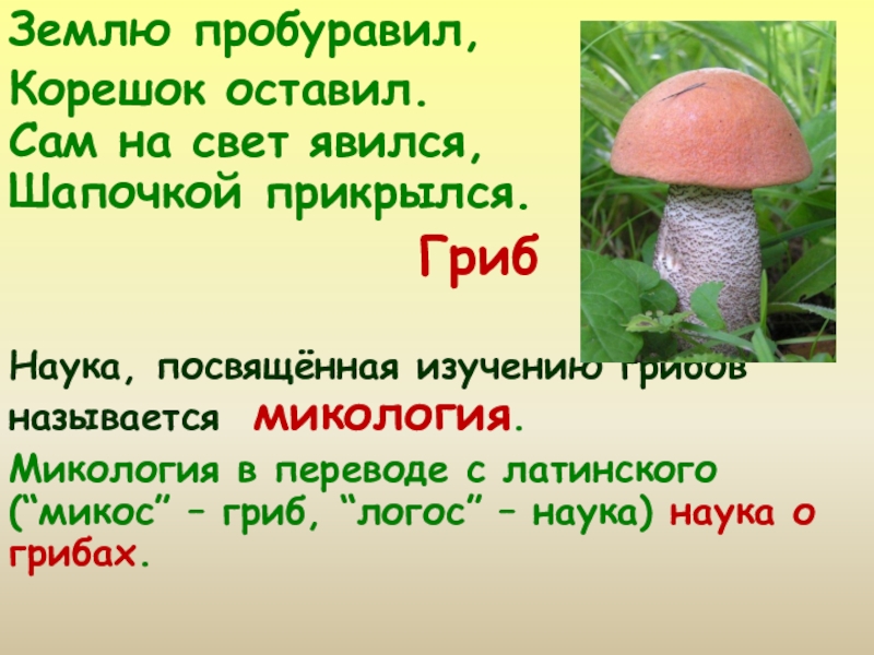 Тема грибы 3 класс. Наука изучающая грибы называется микология. Землю пробуравил корешок оставил сам на свет явился шапочкой. Царство грибов 3 класс. Название грибов микология.