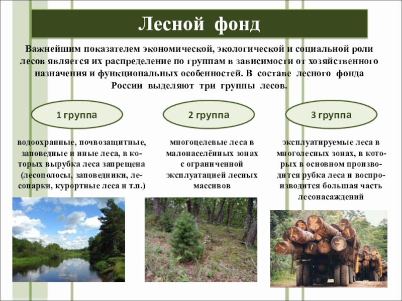Какие есть группы лесов. Понятие лесного фонда. Понятие земель лесного фонда. Лесной фонд России. Группы лесов лесного фонда.