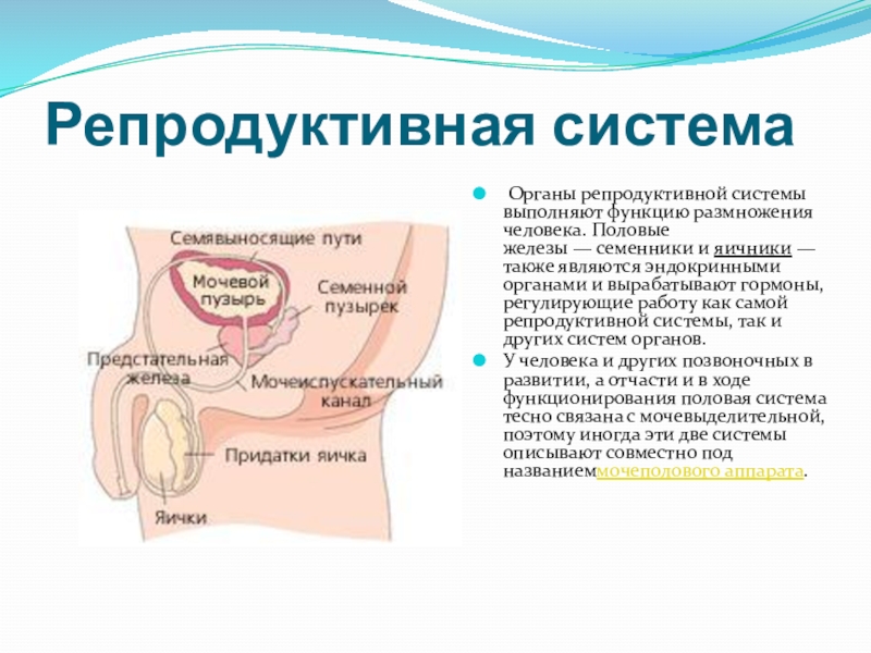 Репродуктивная система человека 8 класс биология презентация