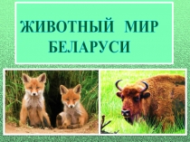 Презентация Животный мир Беларуси