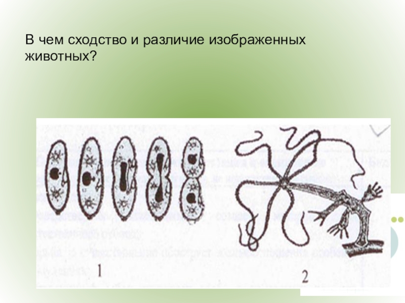 Рассмотрите рисунок какой способ. В чем сходство и различие изображенных животных?. Размножение сходства и различия животных. Изобразить размножение. Какой Тип размножения изображен на рисунке.