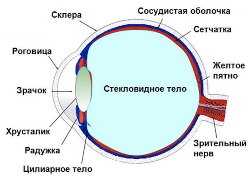 К оптической системе глаза относятся роговица хрусталик. Поперечное сечение глазного яблока. Строение глаза человека схема. Склера сосудистая оболочка сетчатка. Глаз человека анатомия ЕГЭ.
