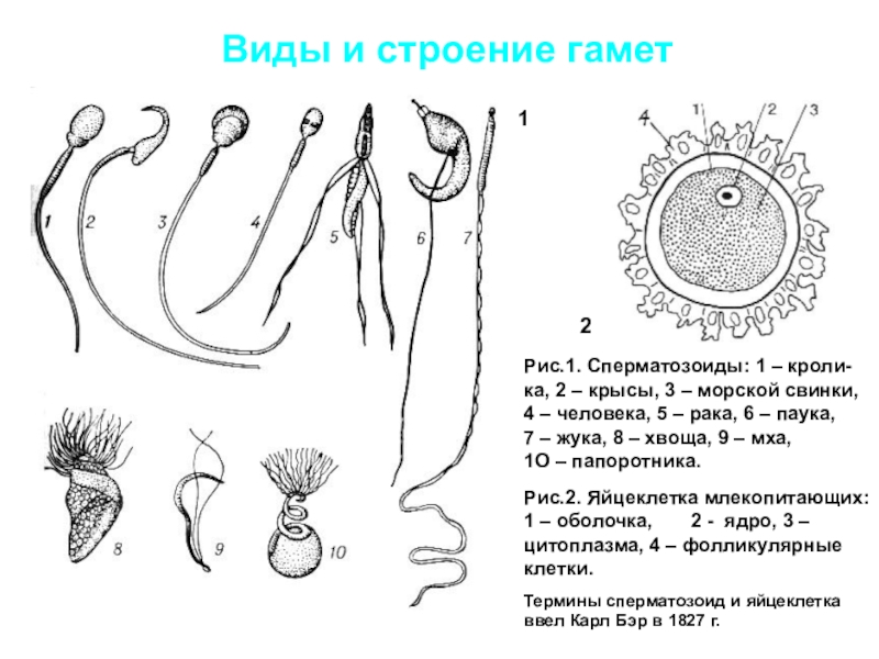 Мужские гаметы на рисунке