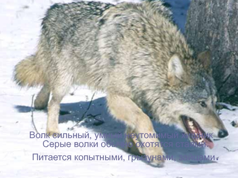 Волк сильный, умный неутомимый хищник Серые волки обычно охотятся стаями. Питается копытными, грызунами, зайцами.
