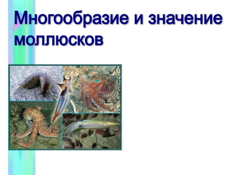 Презентация Значение и многообразие моллюсков