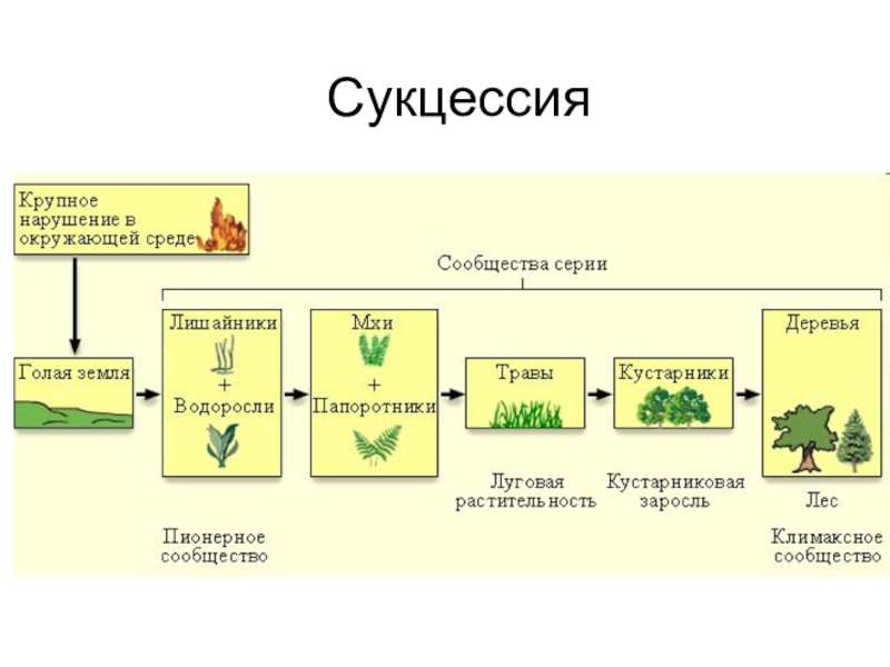 Схема вторичной сукцессии