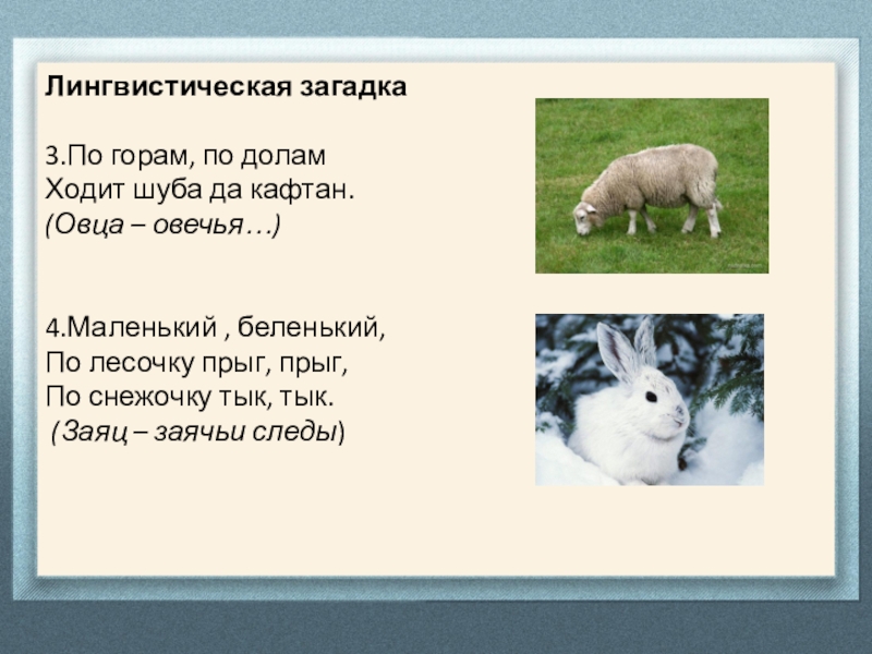 Загадка по горам горам ходит шуба. Загадка про овцу. Загадка про овцу для детей. Загадка про овечку. Загадка про овечку для малышей.