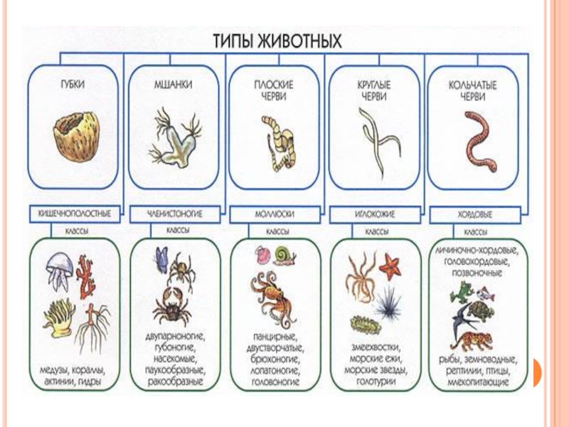 Царство животные классы виды типы. Типы животных. Представители всех классов животных. Классификация животных 3 класс. Царство животные примеры.