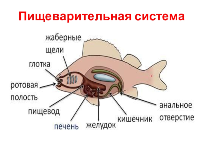 Биология 7 класс строение. Пищеварительная система рыб схема. Внутреннее строение рыбы биология. Внутреннее строение рыбы 7 класс биология. Класс рыбы внутреннее строение.