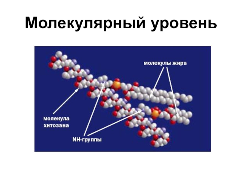 Молекул состав клетки. Молекулярный уровень организации живой материи. Уровни организации живого (молекулярный, клеточный, тканевой).. Молекулярный уровень организации жизни. Молекулярный уровень организации живой природы.