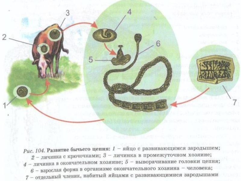 Какой цифрой обозначен на рисунке промежуточный хозяин бычьего цепня