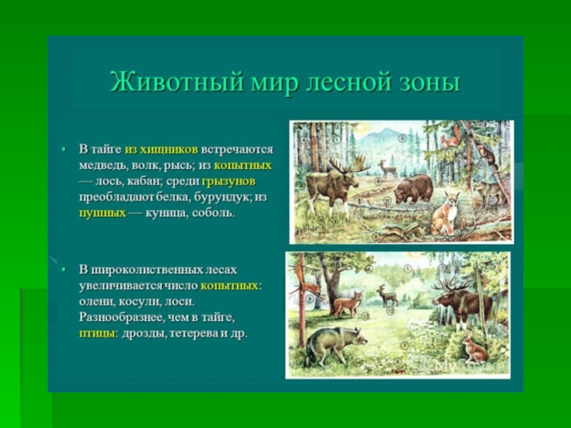 Какие леса встречаются в природе выставочные. Обитатели Лесной зоны. Животный мир зоны лесов. Зона лесов животные и растения. Зона лесов о животных.