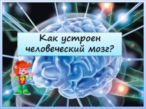Презентация по теме Почемучка Как устроен человеческий мозг?